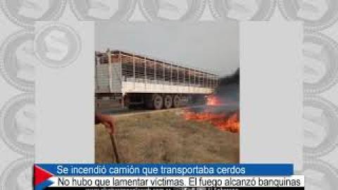 Se incendio un camión que transportaba cerdos