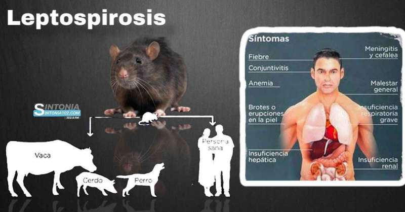 Se registró Leptospirosis en Monte Maíz, enfermedad transmisible al ser humano
